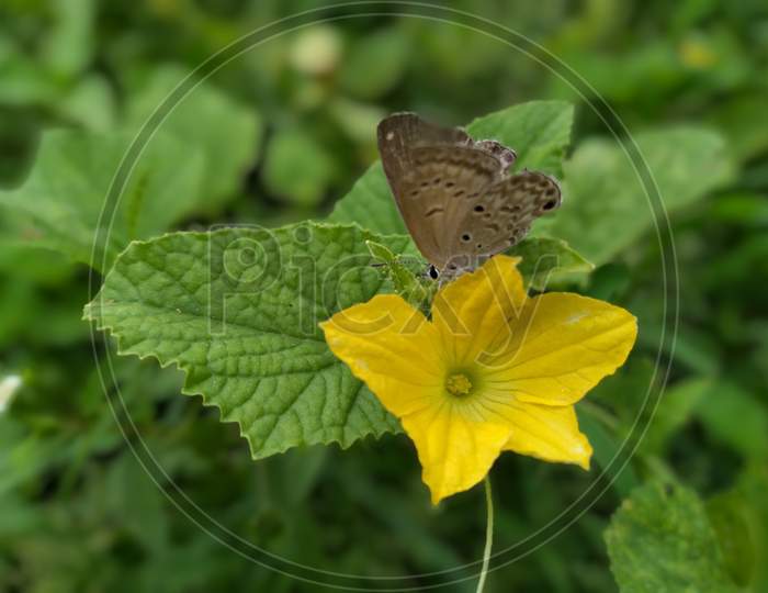 A brown butterfly is sitting on a yellow flower in the summer season collecting juice in India. Selective focus.