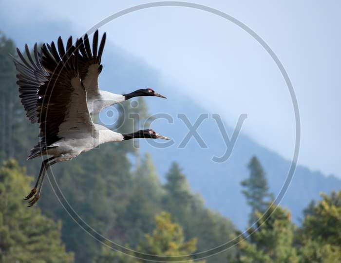 Endangered BLACK NECKED CRANES Flying over the PHOBJIKHA VALLEY, BHUTAN