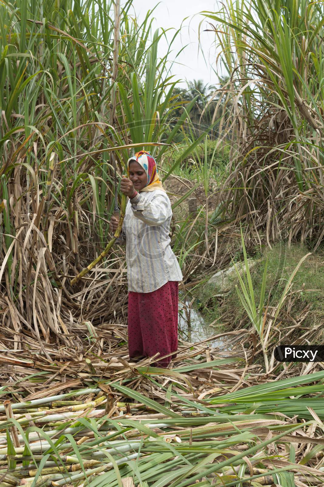 A Lady labor is at work in the Sugarcane fields for Harvesting near Mysuru/Karnataka.