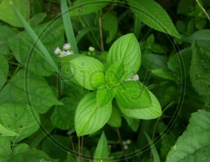 Green tiny plant