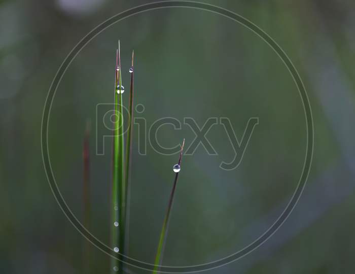 droplets and grass