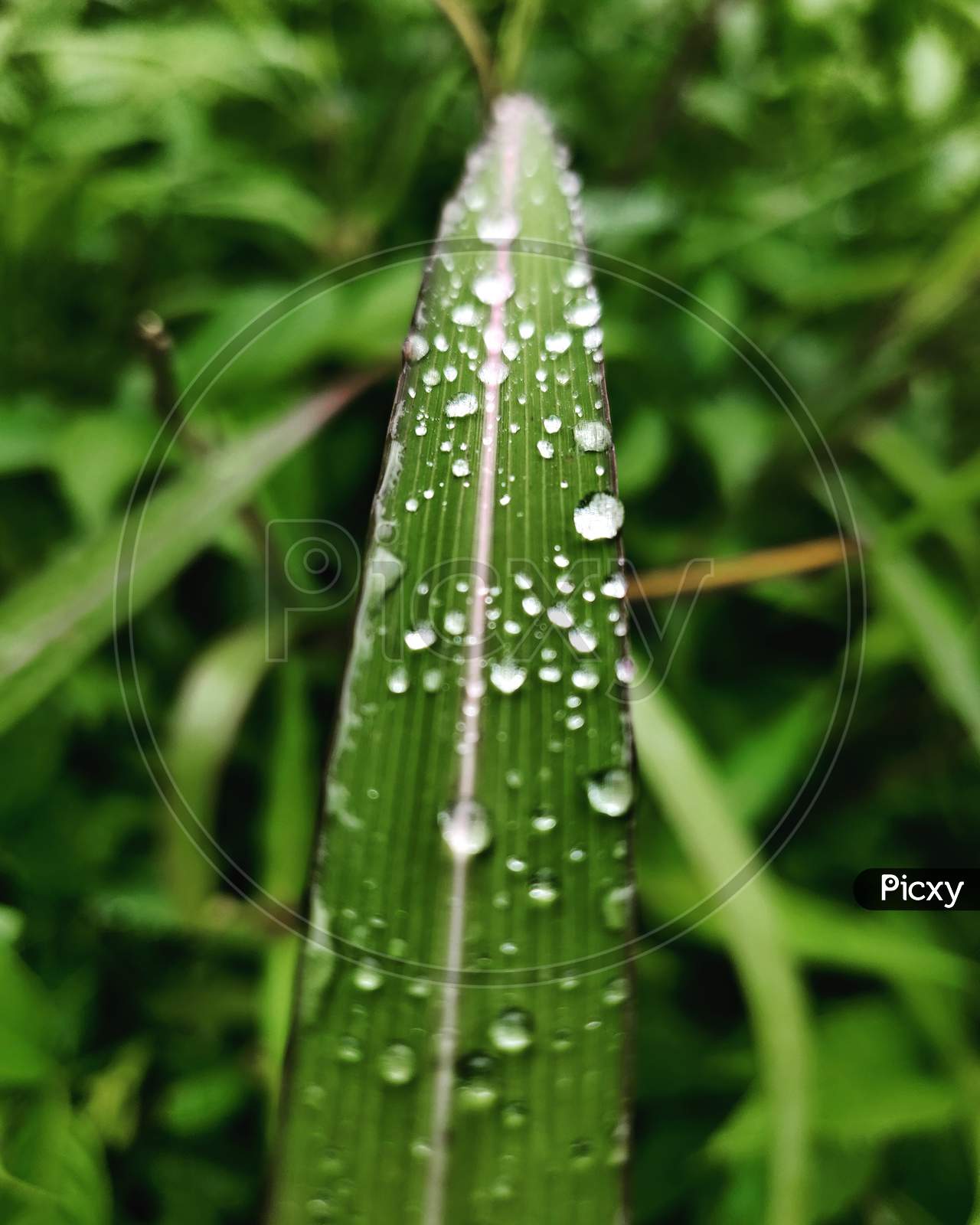 Water droplet kissed leaf