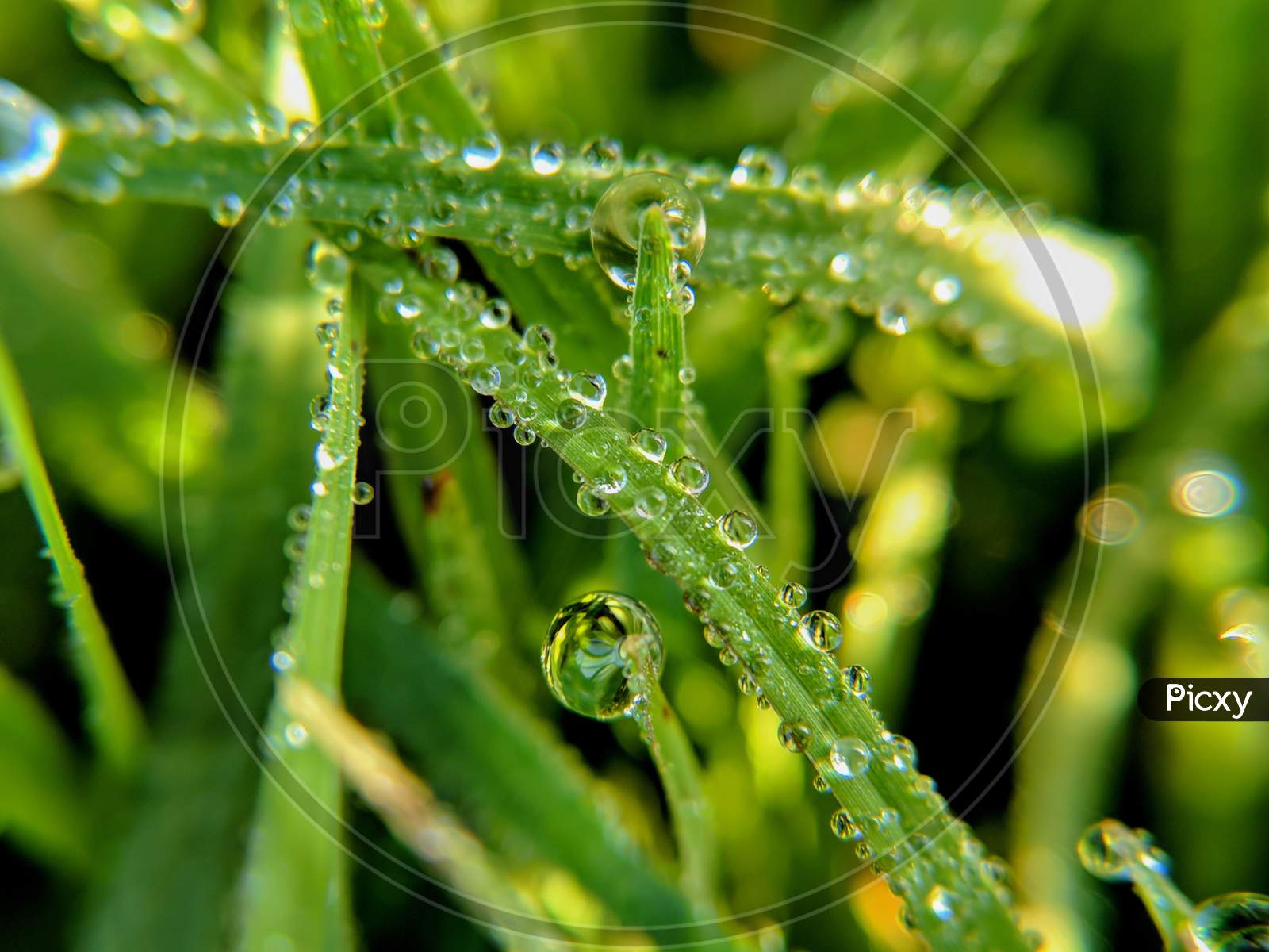 Close up of fresh Morning dew on grass