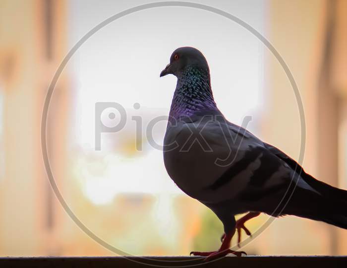Beautiful Pigeon With Sharp Eye.