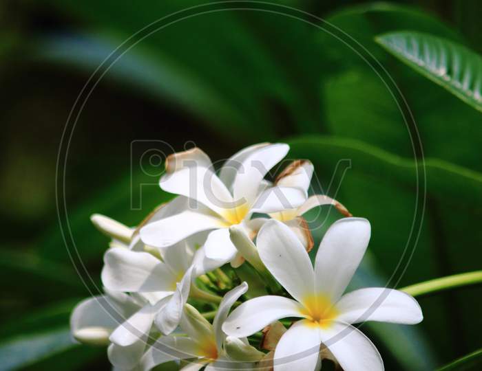 frangipani jasmine