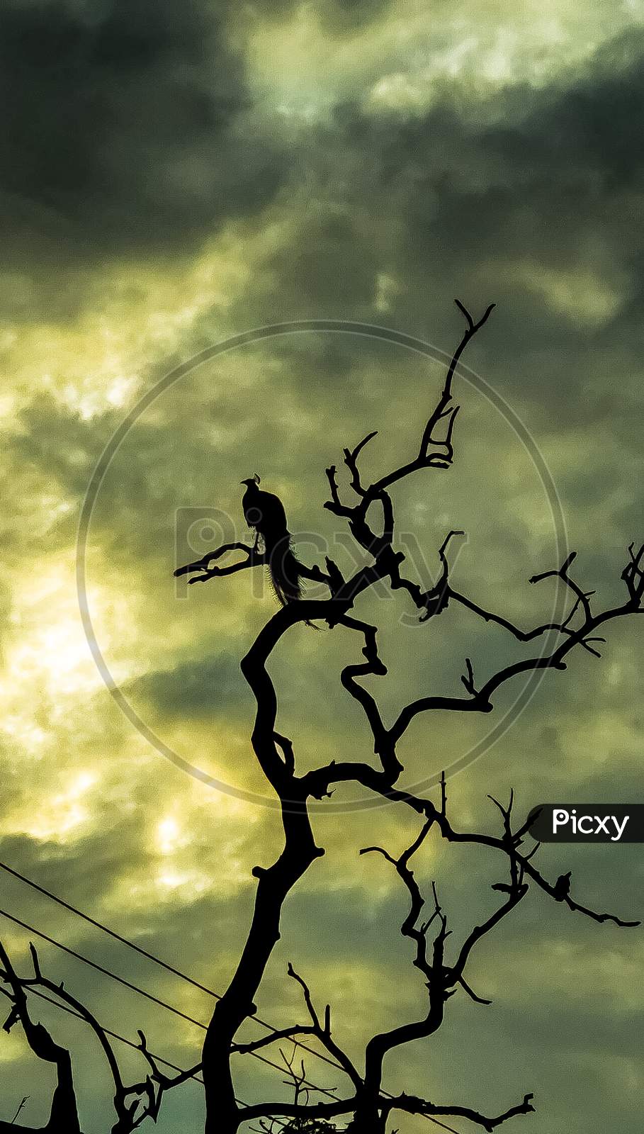 Silhouette image of a Peacock sitting on the tree in morning time