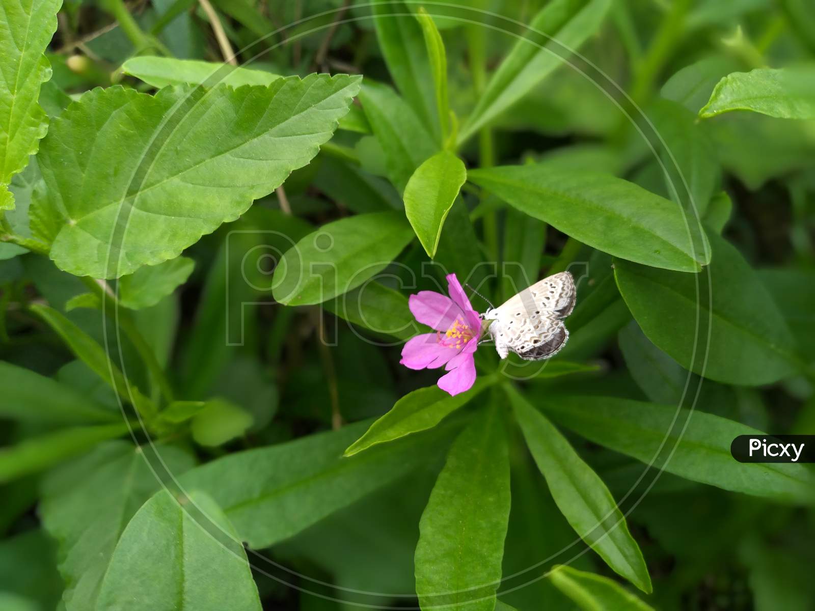 A small brown colored butterfly is sitting on a small pink flower, which looks quite good to see, whose scientific name is Talinum paniculatum flower.