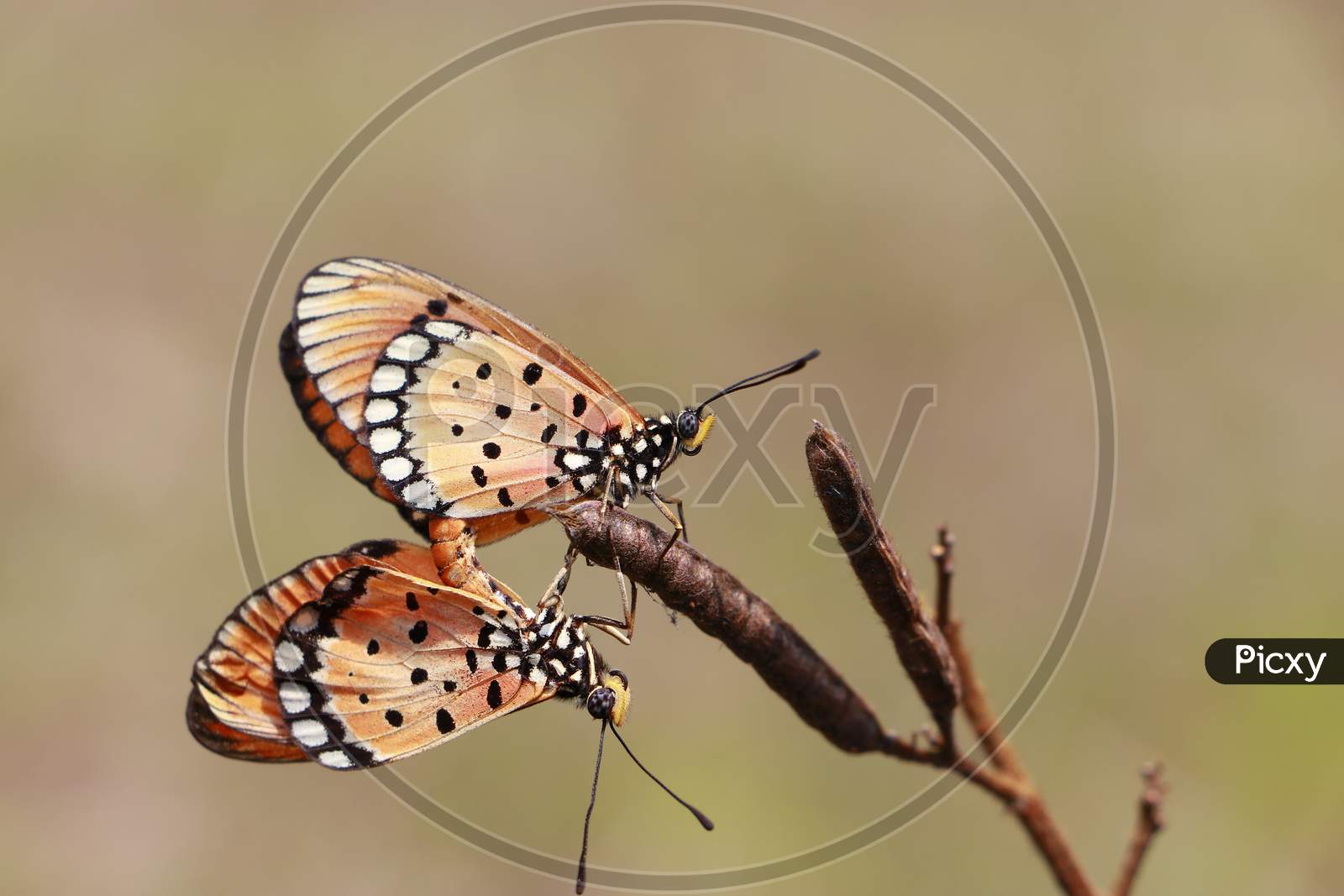 Butterfly On seed plants, Mating butterfly, Macro photography