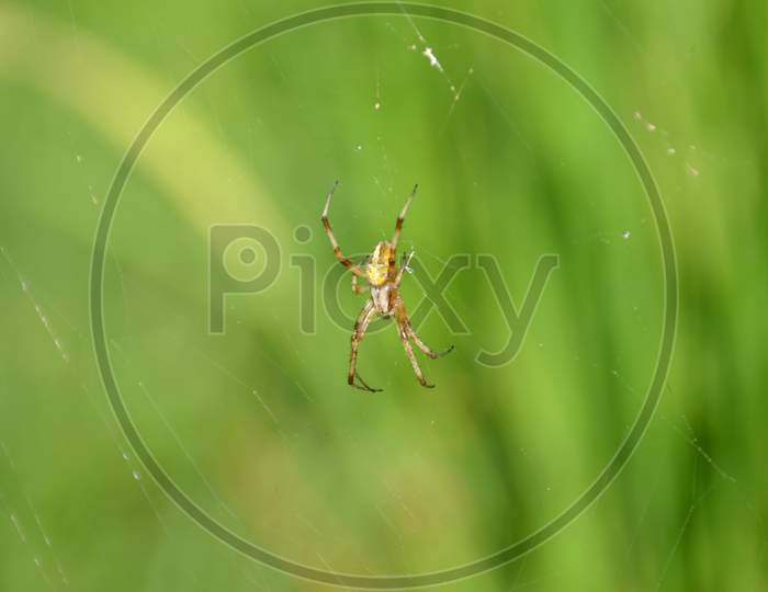 The Small Yellow Spider Insect With Web In The Garden.