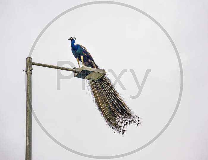 Peacock On A Light Pole