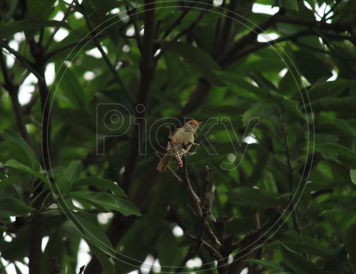 pale billed flowerpecker
