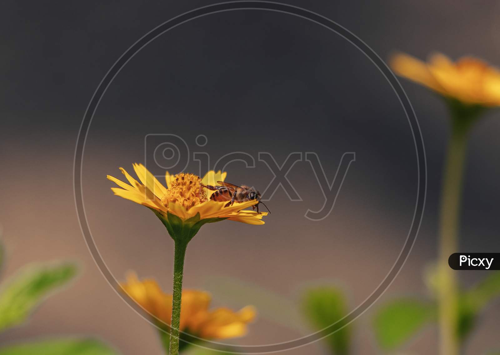 A Bee On Yellow Flower
