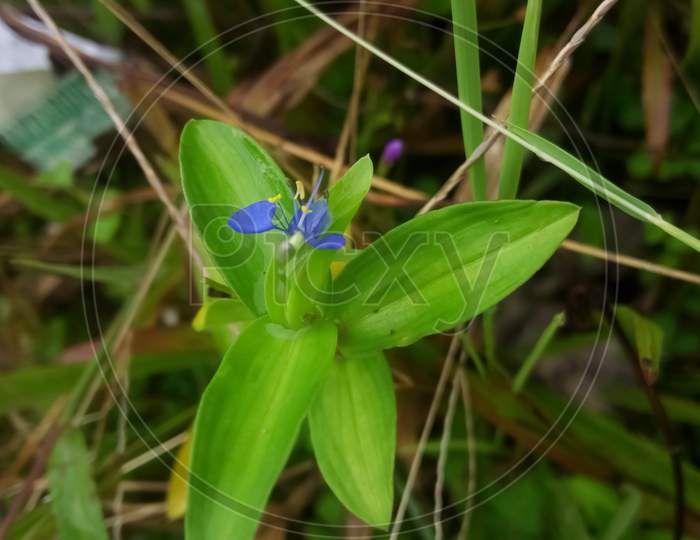 Tiny blue flower
