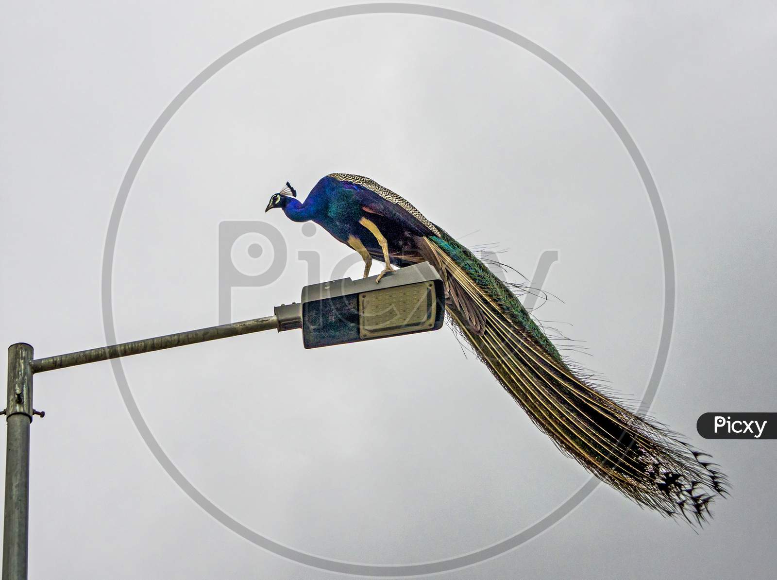 Peacock On A Light Pole
