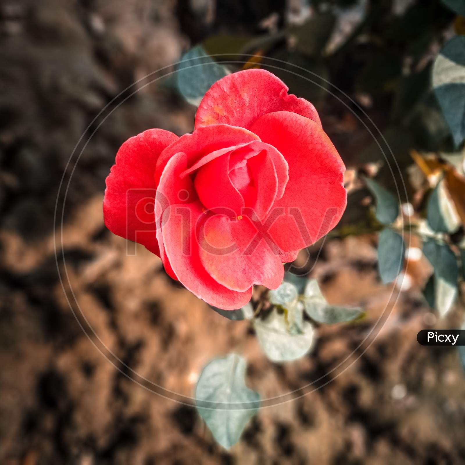 Red rose with potrait mode