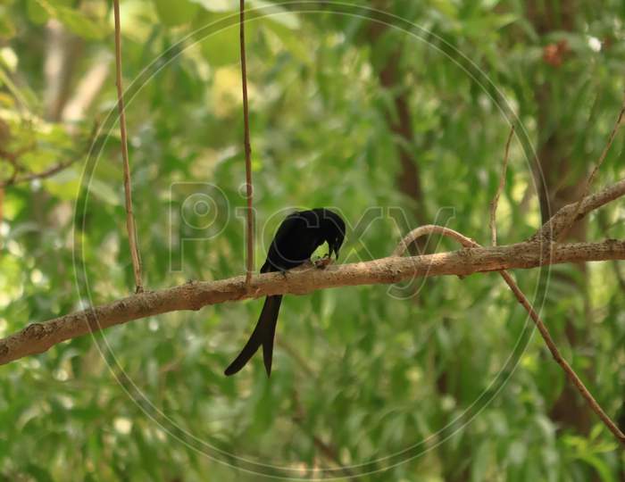 Black Dragon bird