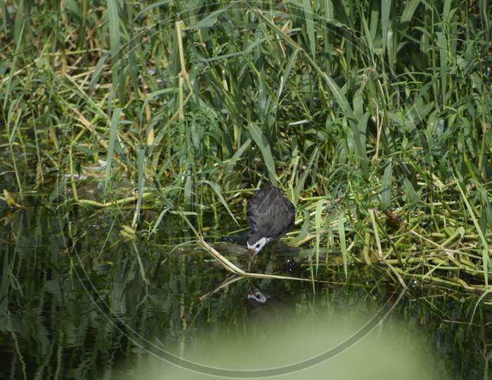 White breast Water Hen, pond
