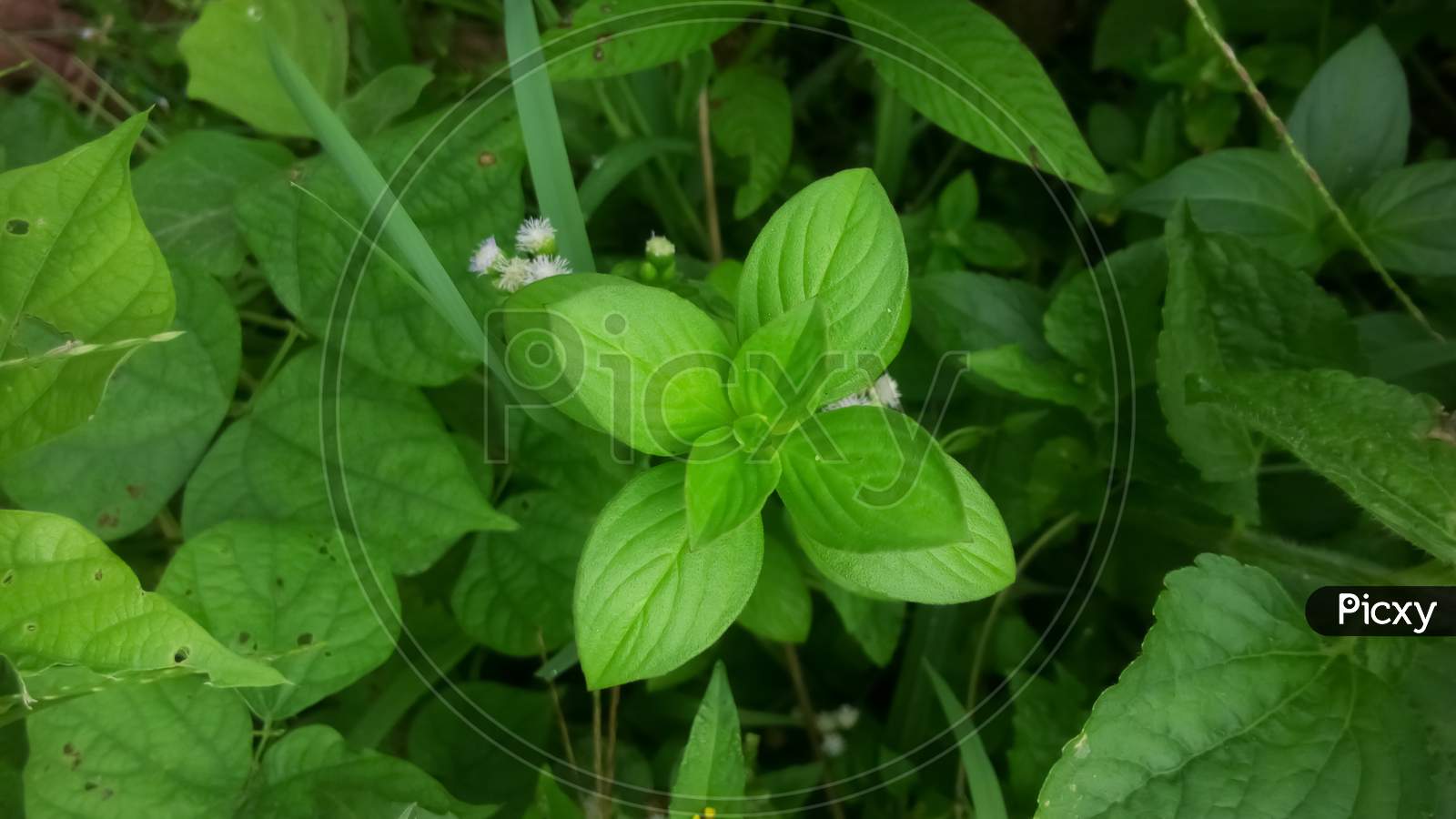 Green tiny plant