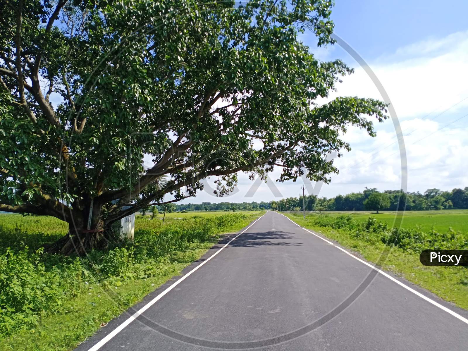 Road with a tree