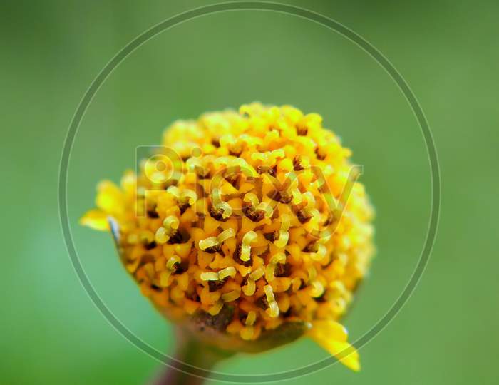 Selected Focus of Yellow False Sunflower.