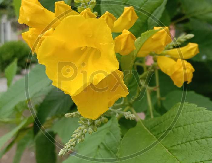 THE YELLOW FLOWER AND BEGINNING OF FLOWERS