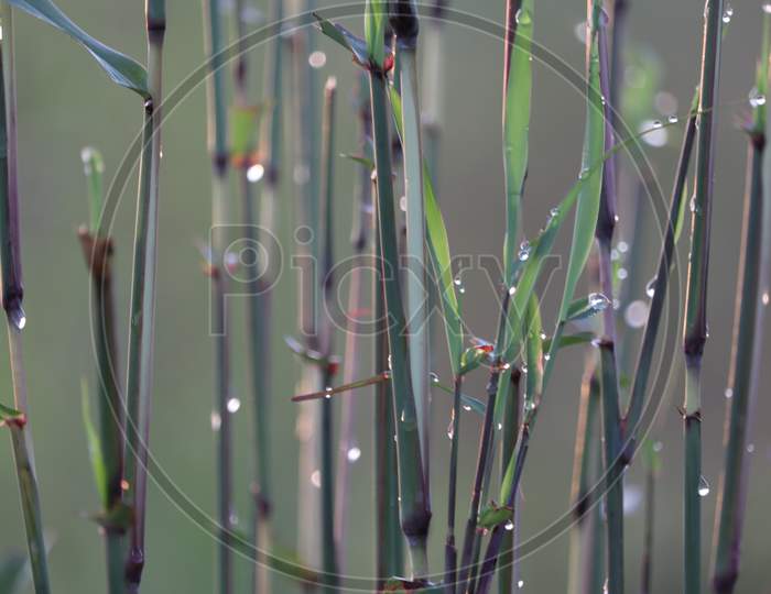 water droplets and grass