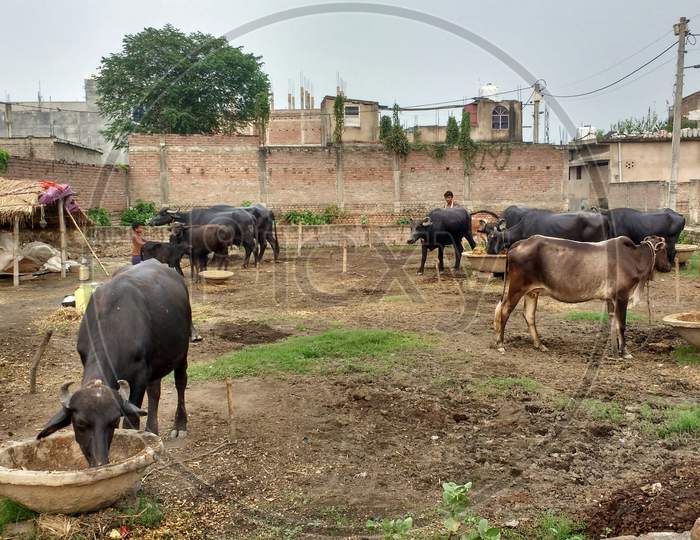 Animals herd feeding in village