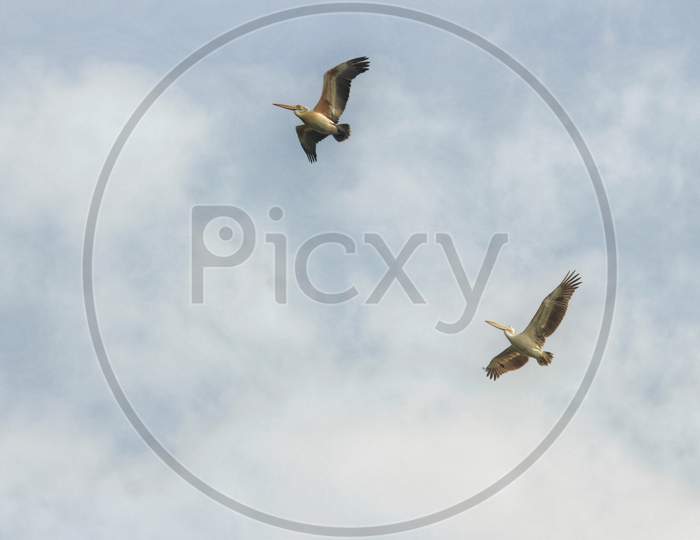 Flying Pelican's