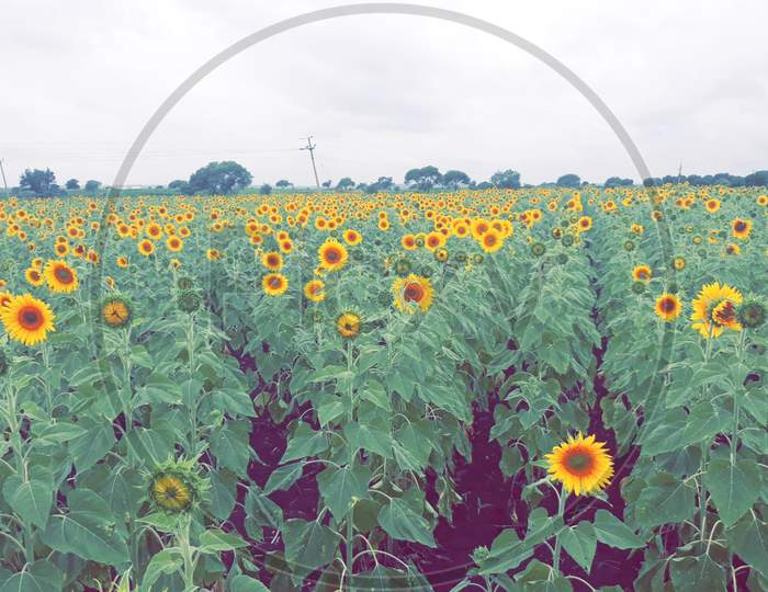 sunflower field