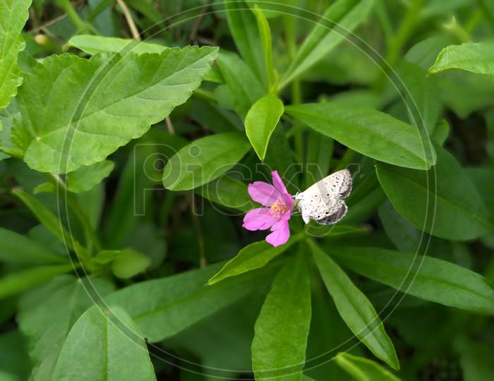 A small brown colored butterfly is sitting on a small pink flower, which looks quite good to see, whose scientific name is Talinum paniculatum flower.