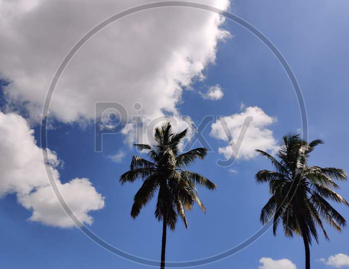 Calm climate and tall coconut trees