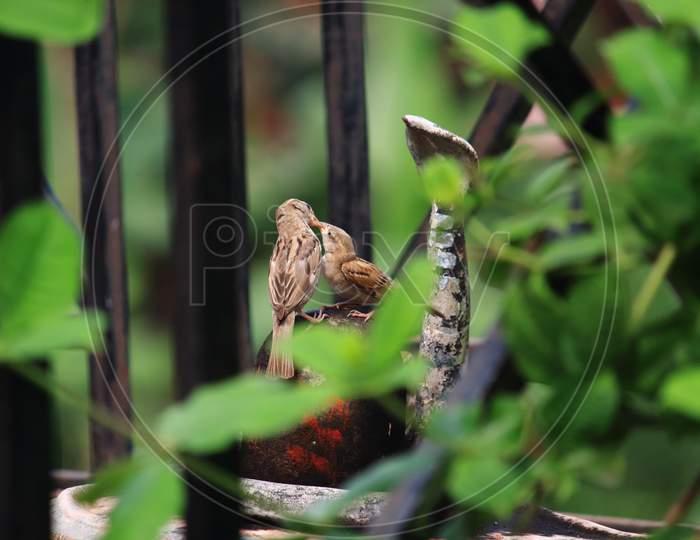 sparrow with chick