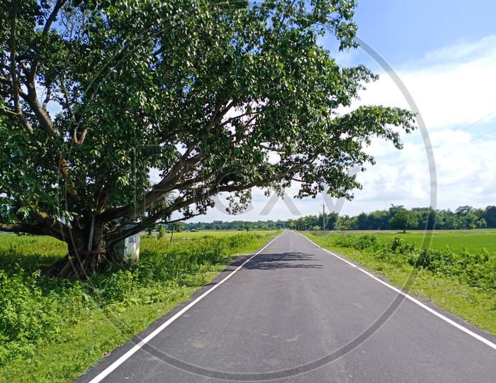 Road with a tree