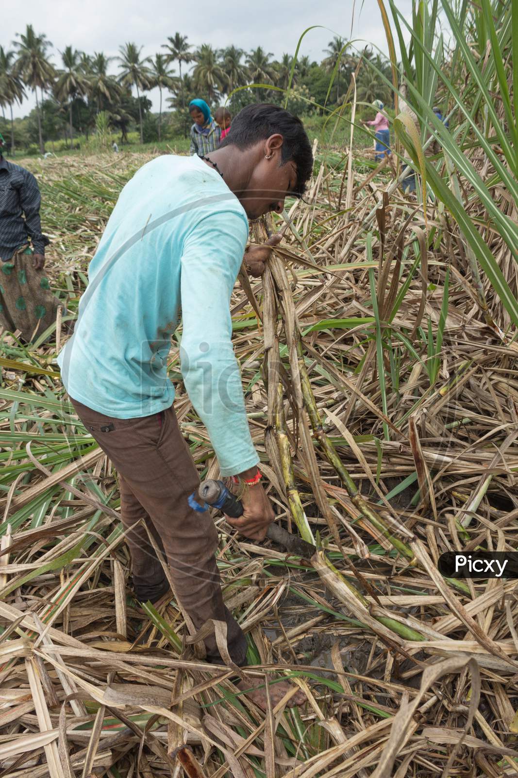 An Young labor seen at the Sugarcane fields cutting the ripened cane stem in a farm near Mysuru in Karnataka state of India.