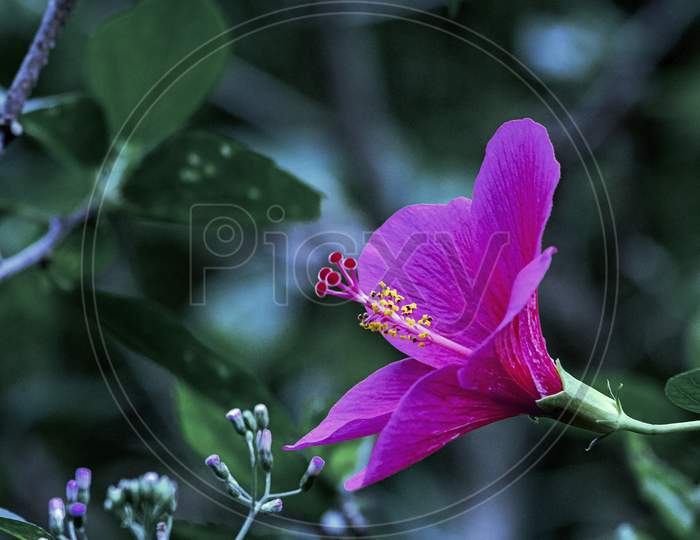 Magenta Pink Hibiscus