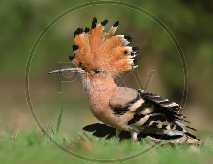 Common Hoopoe Spreading its magnificent crest, bird photo
