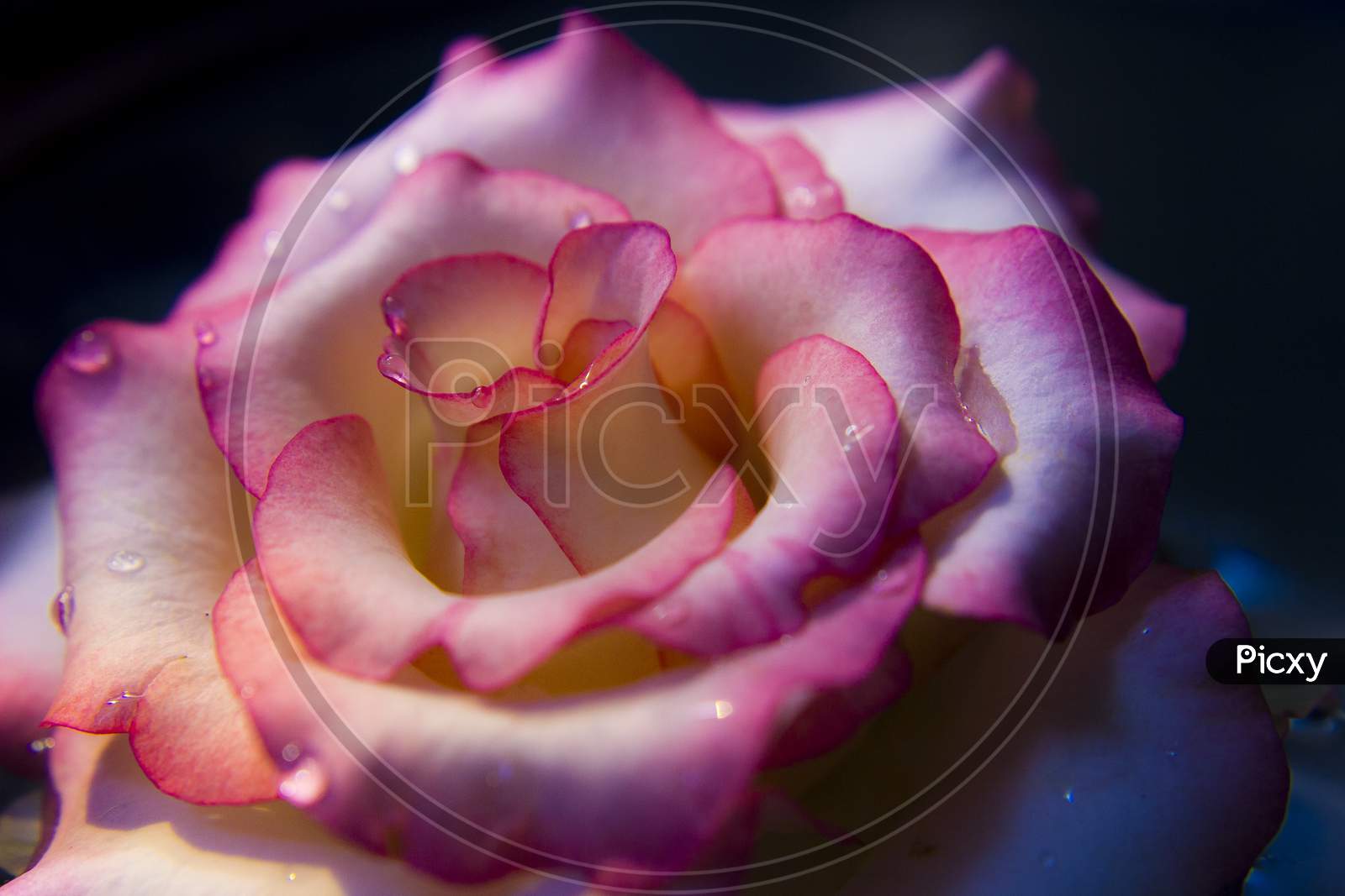 White and pink rose close-up with water drops