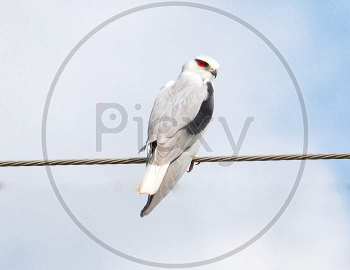 white bird with red eyes