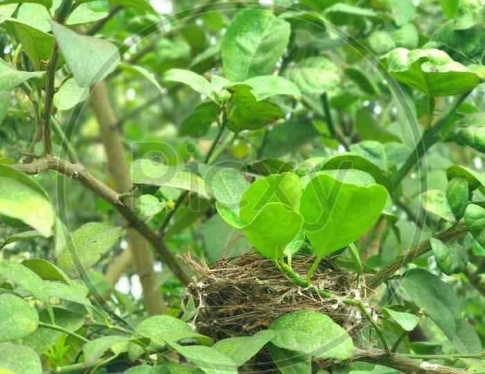 Nest of a Bird