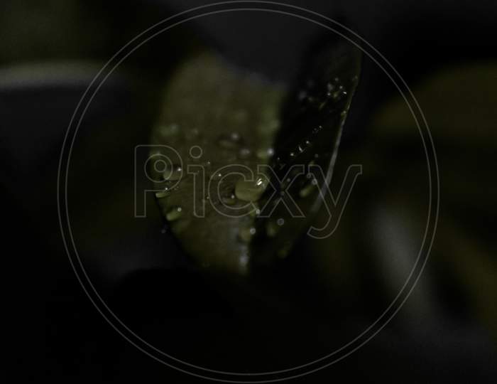 Close-up of a waterdrop on a green leaf