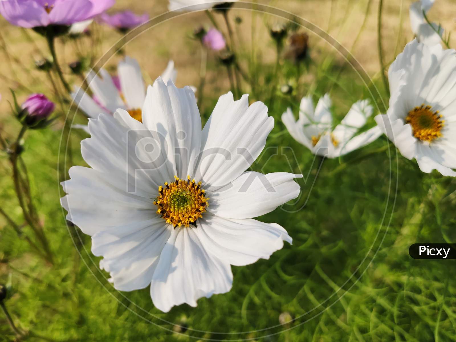 white flower, macro, daisy