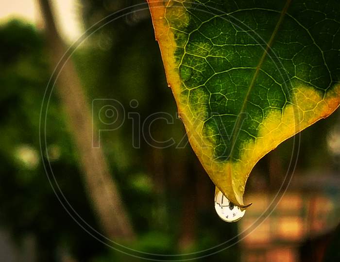 A drop of water running down the leaf