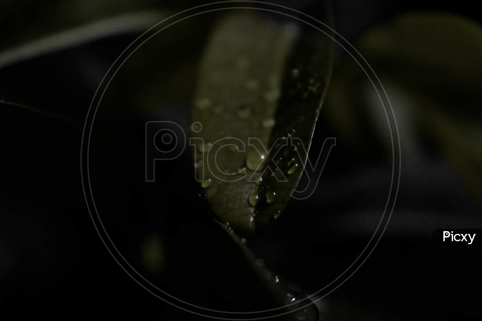 Close-up of a leaf and a water drop