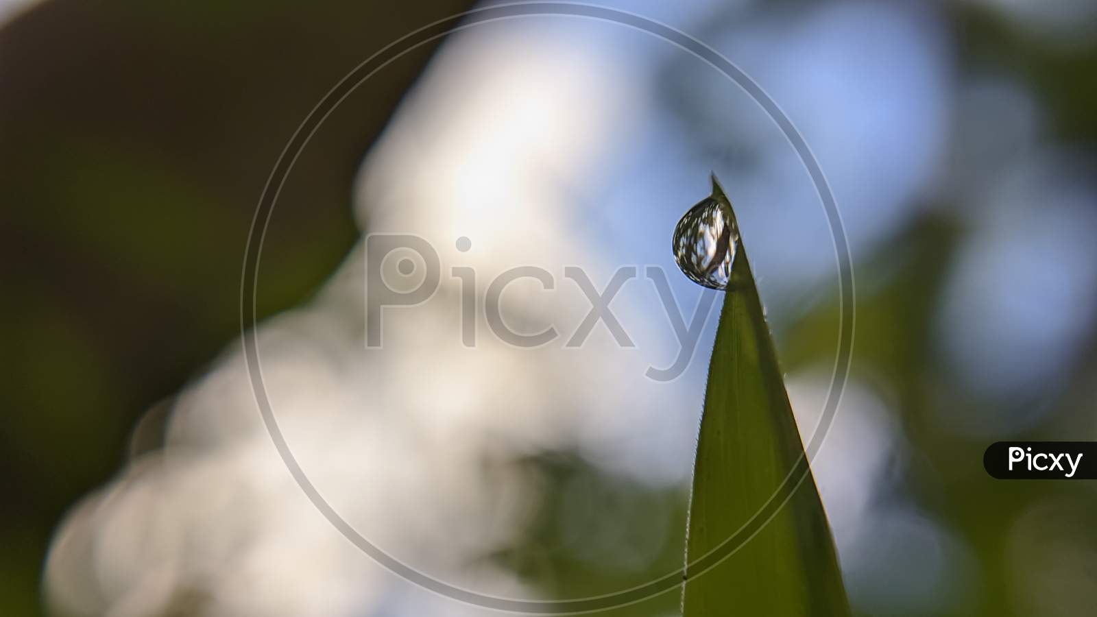 Water droplet into the leaf