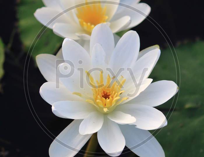 lotus water lily