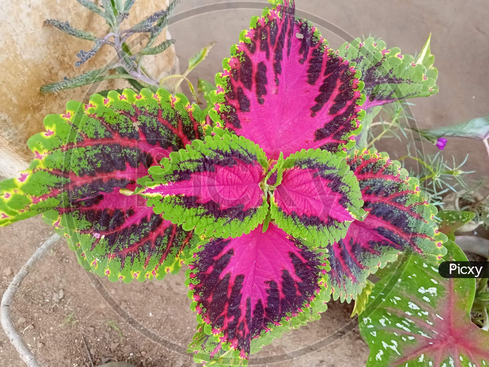 Green and dark pink color leaf