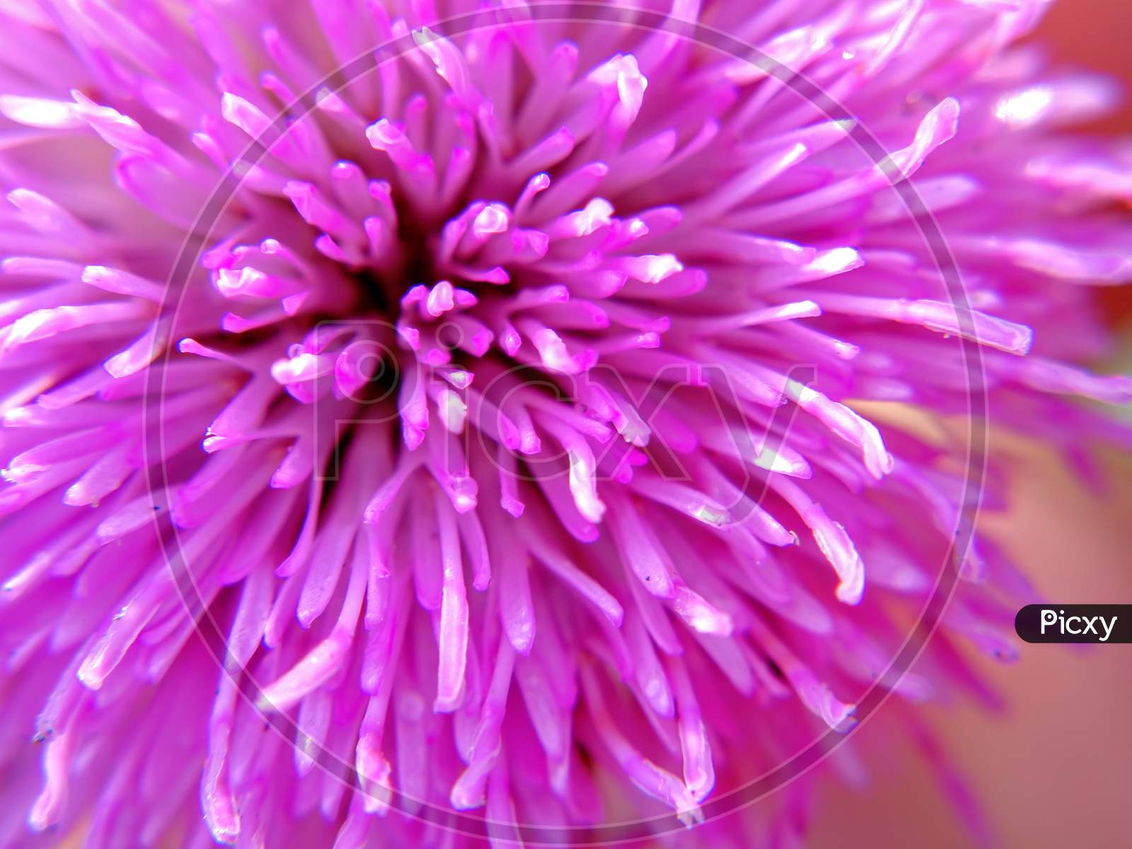 Pink flower close up.