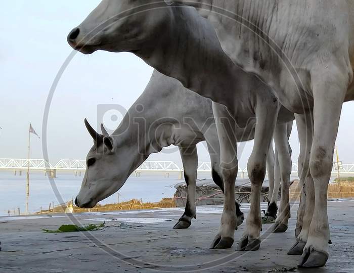 Cow and calf unique moment.
