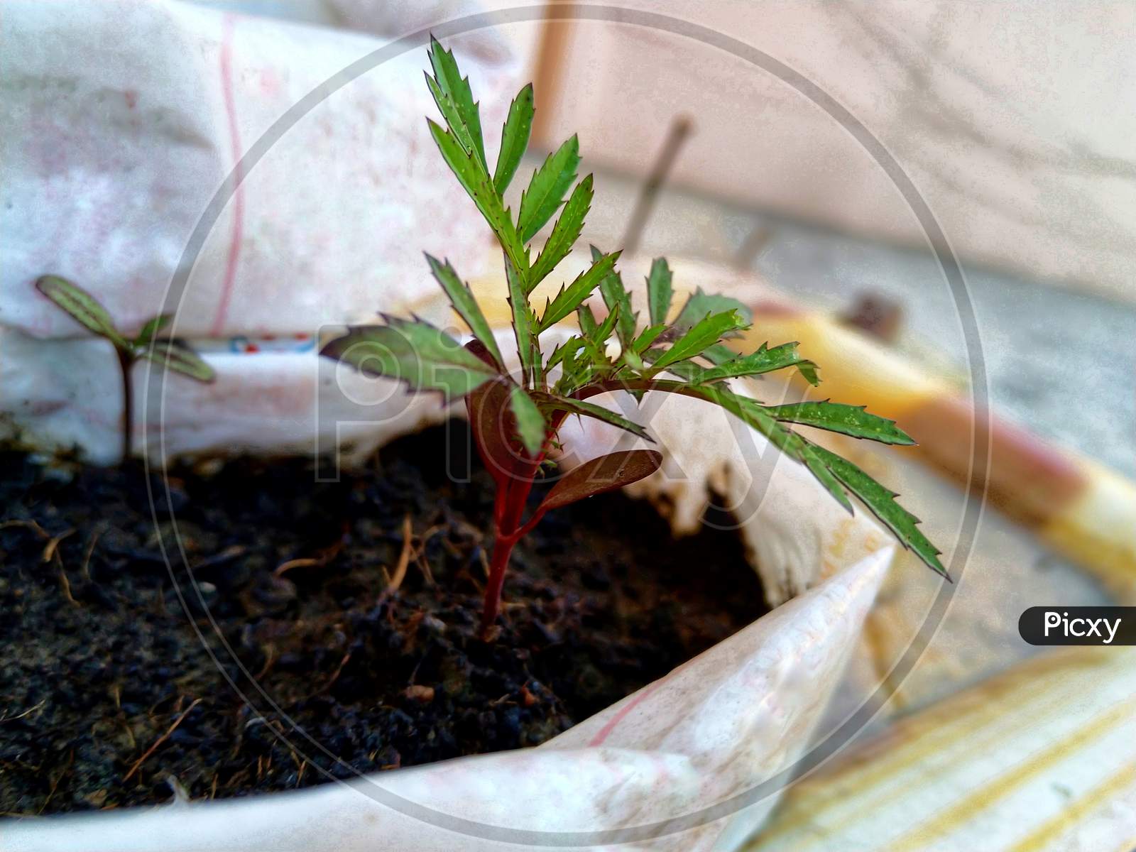 Young plant growing in composition of soil.