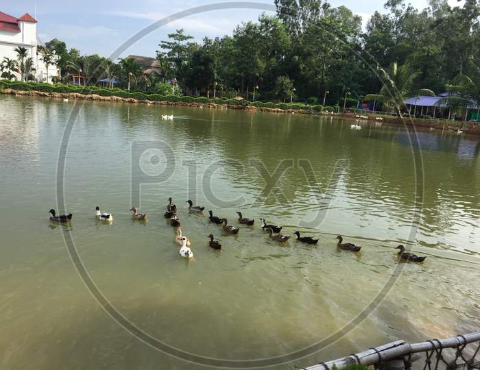 Duck on pond